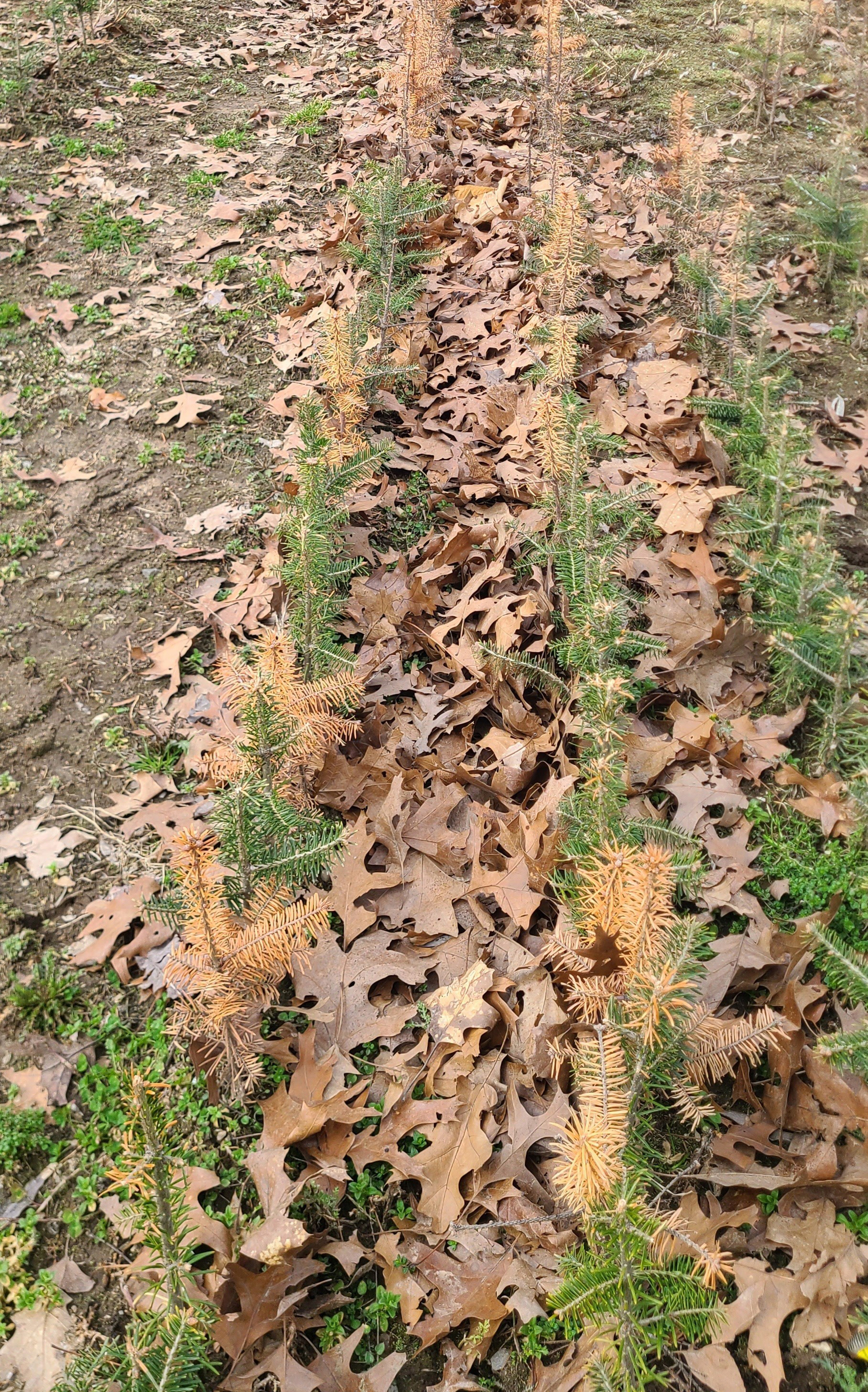 Fraser fir transplants emerging from the ground, dying from Phytophthora root rot. Some transplants are brown.